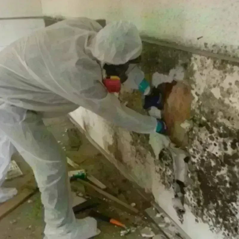 Mold Remediation and Removal in Fort Defiance, AZ